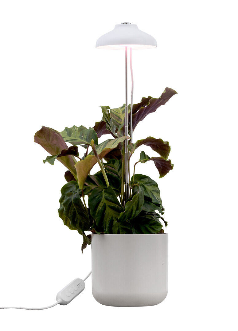 5W, 240lm, Iris, 3500K, IP20, LED kasvivalaisin Airam