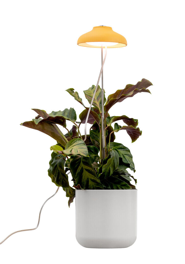 5W, 240lm, Iris, 3500K, IP20, LED kasvivalaisin Airam