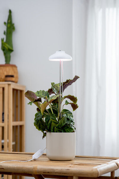 5W, 240lm, Iris, 3500K, IP20, LED kasvivalaisin Airam
