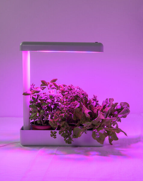 10W, 650lm, Herby, 4000K, IP20, LED Kasvivalaisin Airam